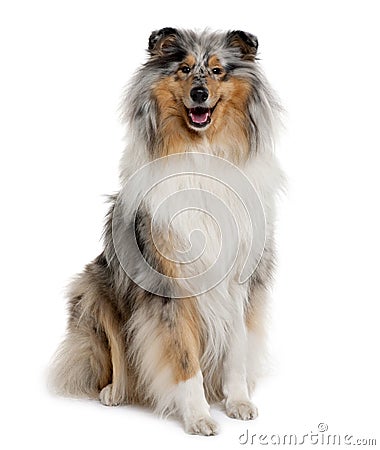 Front view of Rough Collie, sitting Stock Photo