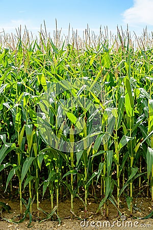Front view of rows of ripening corn in a field under a pale blue sky Stock Photo
