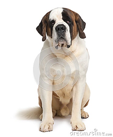 Front view of Saint Bernard, sitting Stock Photo