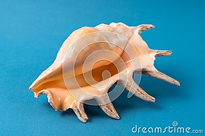 Big sea shell isolated on blue background Stock Photo