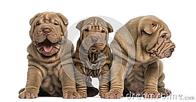 Front view of Shar Pei puppies sitting in a row, Stock Photo