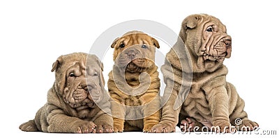 Front view of Shar Pei puppies sitting in a row, Stock Photo