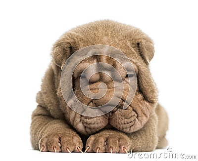 Front view of a Shar Pei puppy lying down, tired Stock Photo