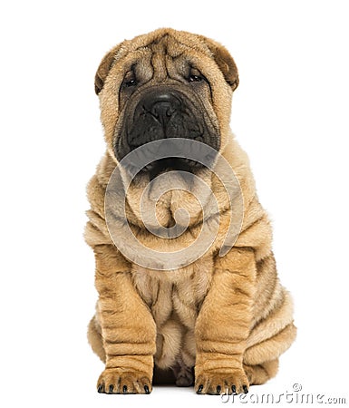 Front view of a Shar pei puppy sitting and looking at the camera Stock Photo