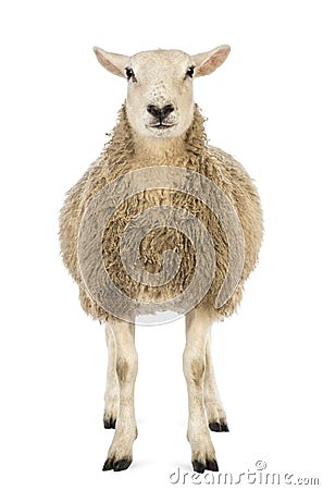 Front view of a Sheep looking at camera against white background Stock Photo