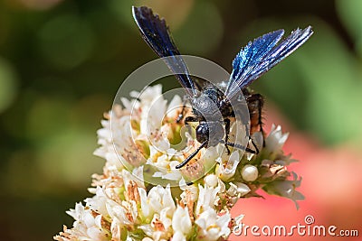 Front view spider wasp Stock Photo