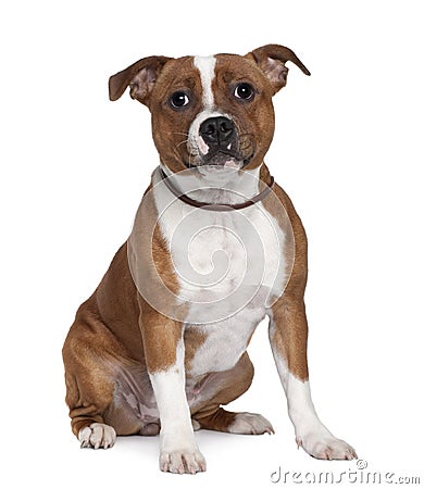 Front view of Stafford Bull Terrier, sitting Stock Photo