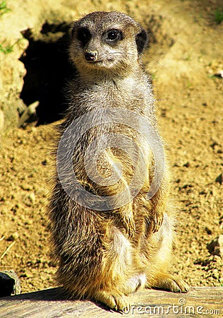 Side view of a standing meerkat, also called Surikate Stock Photo