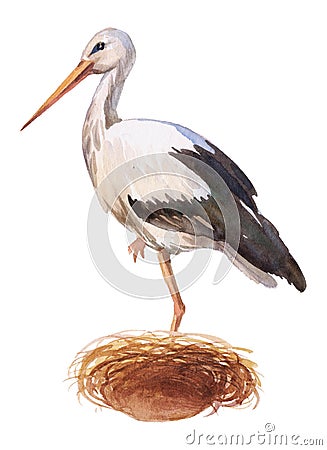 front view, stork flaying in stork's nest, in front of isolated white Stock Photo