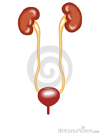 Front view of urinary tract Vector Illustration