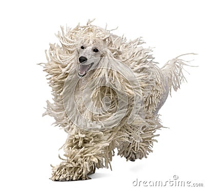 Front view of White Corded standard Poodle running Stock Photo