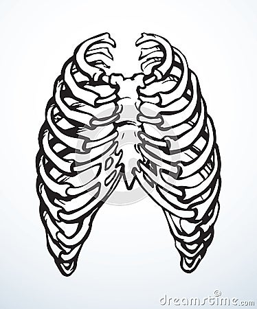 Vector drawing. Thorax and ribs Stock Photo