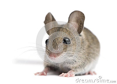 Front view of Wood mouse Stock Photo