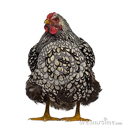 Front view of a Wyandotte chicken Stock Photo