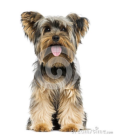 Front view of a Yorkshire Terrier sitting, panting Stock Photo