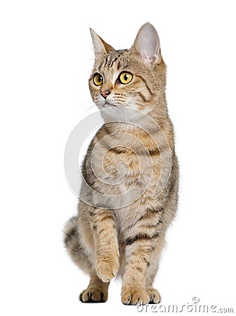 Front view of Young Bengal cat, standing Stock Photo