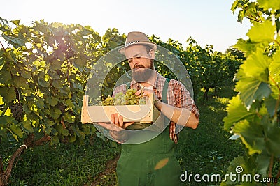 Front view young winemaking male farmer worker hold a container crop hand sorting bunch grape. Stock Photo