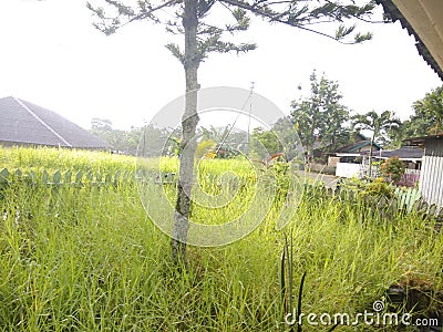 Front yard Stock Photo