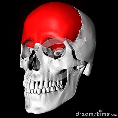 Frontal Bone Stock Photo