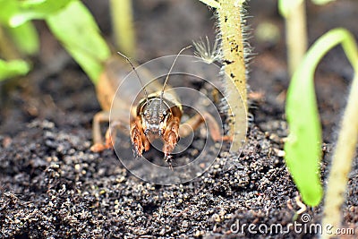 Frontal close-up of adult mole cricket amongst young tomato plants Stock Photo