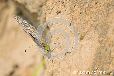 Brown nymphalidae butterfly Stock Photo