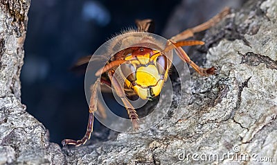 Frontal Close-up of a European hornet Vespa crabro Stock Photo