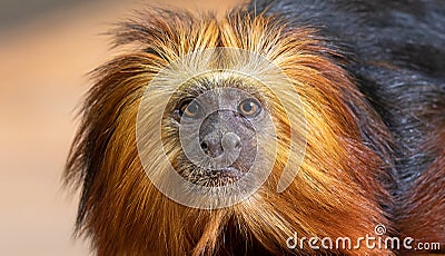 Frontal Close up of a Golden-headed lion tamarin Stock Photo