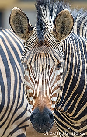 Frontal close up of a Hartmann's mountain zebra Stock Photo