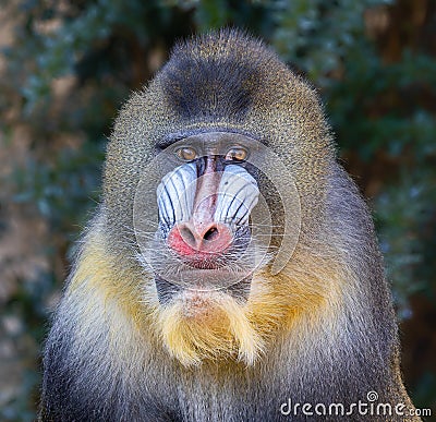 Frontal Close-up of a male Mandrill Stock Photo