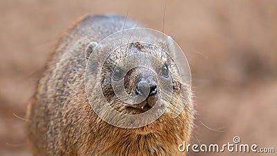 Frontal Close up of a Rock hyrax Stock Photo