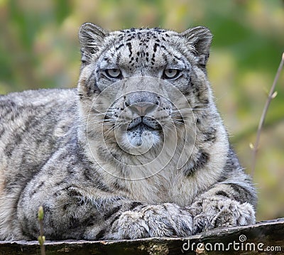 Frontal Close-up of a Snow leopard Stock Photo