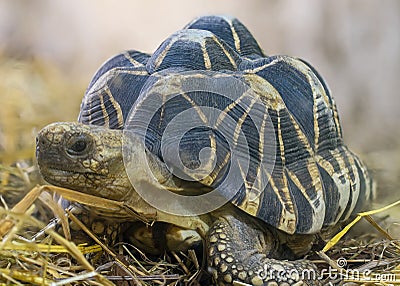 Frontal Close-up view of a Burmese star tortoise Stock Photo