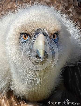 Frontal Close-up view of a Eurasian griffon vulture Stock Photo