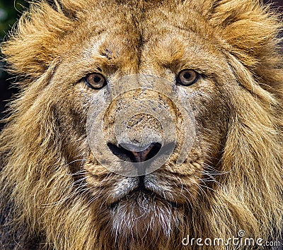 Frontal Close up view of a male Asiatic lion Stock Photo