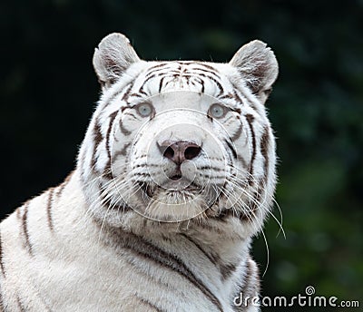 Frontal Close up view of a white Bengal tig Stock Photo