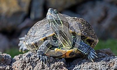 Frontal Close-up view of a Yellow-bellied slider Stock Photo