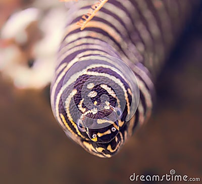 Frontal Close-up view of a zebra moray Stock Photo