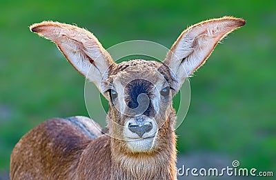 Frontal close up of a young Roan Antelope Stock Photo