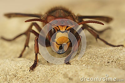 Frontal closeup on a colorful yellow and red European hornet , Vespa crabro Stock Photo