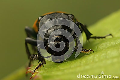 Frontal closeup on the common sexton beetle, Nicrophorus vespilloides Stock Photo