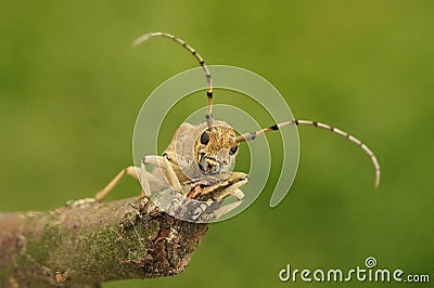 Frontal closeup on the large European poplar borer longhorn beetle, Saperda carcharias sitting on wood Stock Photo