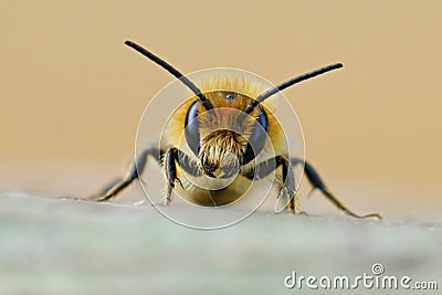 Frontal closeup on a male Jersey Mason Bee, Osmia niveata Stock Photo