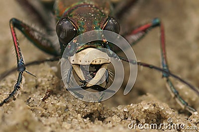 Frontal closeup on the Northern dune tiger beetle, Cicindela hybrida sitting on sandy soil Stock Photo