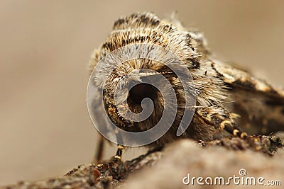 Frontal detailed closeup on the broad-barred white moth, Hecatera bicolorata Stock Photo