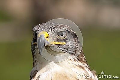 Frontal Head Study of a Ferruginous Hawk. Stock Photo