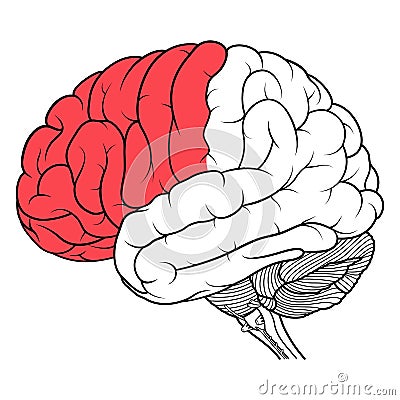 Frontal lobe of human brain anatomy side view flat Vector Illustration