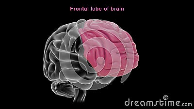 Frontal area of Human brain Stock Photo