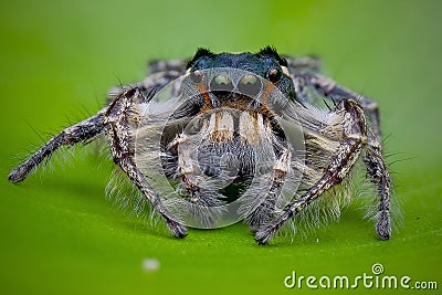 frontal male phidippus putnami on leaf Stock Photo