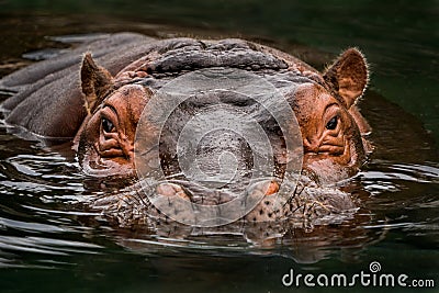 Submerged Hippo Stock Photo