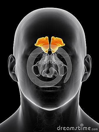 The frontal sinus Cartoon Illustration